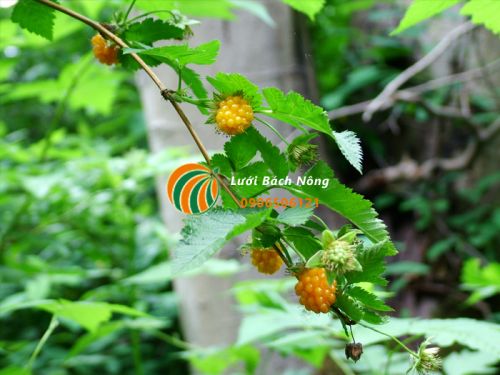 Đặc điểm cây Salmonberry