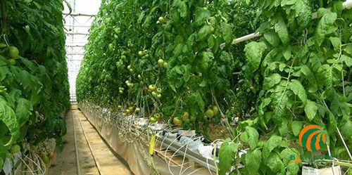 Đặc điểm của hệ thống thủy canh trồng cà chua