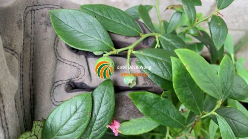 Chọn đất trồng tốt nhất cho cây việt quất Chọn đất trồng tốt nhất cho cây việt quất