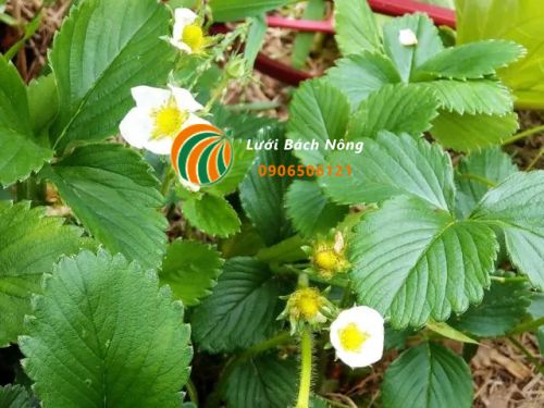 Dâu tây chỉ ra hoa