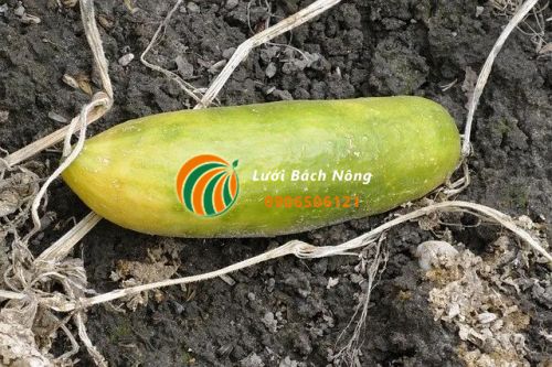 Dưa chuột quá chín