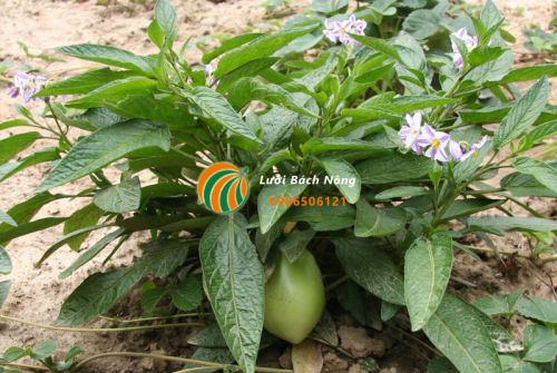 Dưa pepino ra hoa và quả Dưa pepino ra hoa và quả