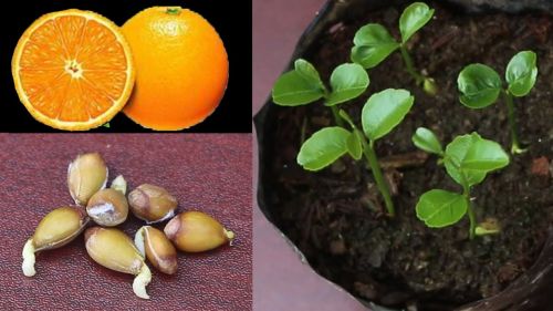 Gieo hạt và trồng cam