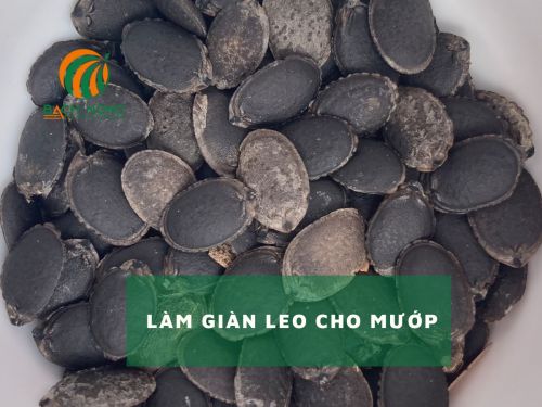 Hạt mướp giống Hạt mướp giống