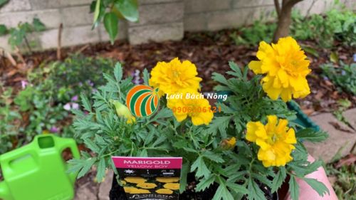 Hoa cúc vạn tho giúp thu hút ong đến vườn chanh Hoa cúc vạn tho giúp thu hút ong đến vườn chanh