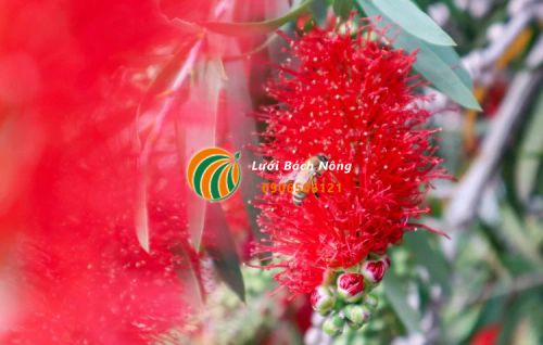 Hoa ổi dứa Feijoa