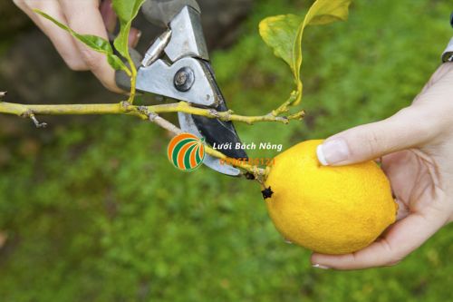 Cắt tỉa cho cây cam quýt Cắt tỉa cho cây cam quýt