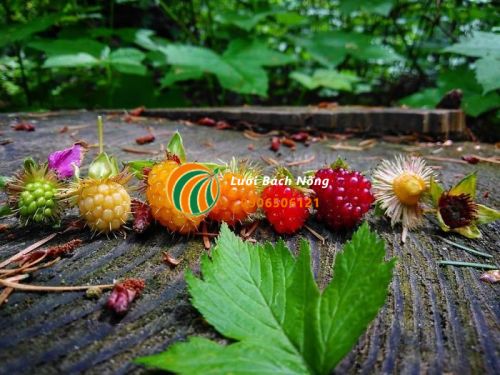 Quả Salmonberry