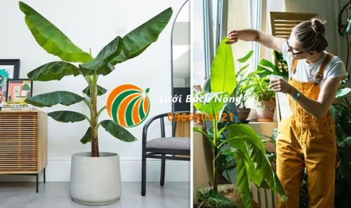 Trồng chuối trong nhà để trang trí Trồng chuối trong nhà để trang trí