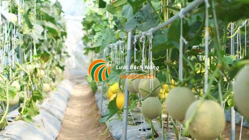 Tận dụng không gian nhỏ trồng dưa lưới Tận dụng không gian nhỏ trồng dưa lưới