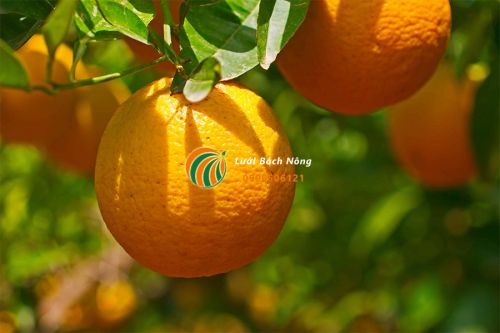 Trồng cây có múi Trồng cây có múi