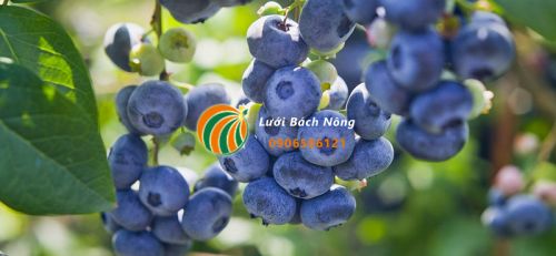 Việt quất Hybrid Half High Việt quất Hybrid Half High