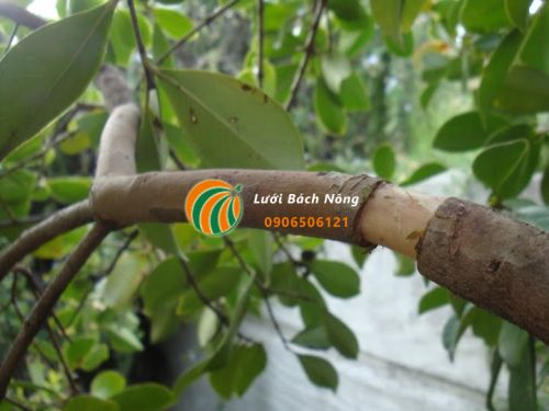 Khoanh vỏ cành chiết