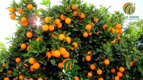 Kỹ thuật trồng cam cho năng suất cao