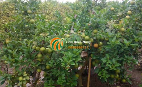 Kỹ thuật trồng chanh đào Kỹ thuật trồng chanh đào