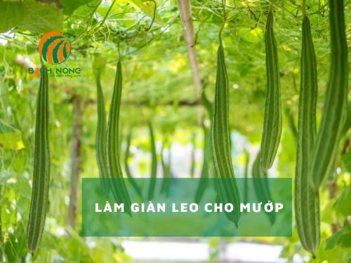 Làm giàn leo cho mướp Làm giàn leo cho mướp