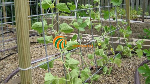 Làm giàn trồng dưa lưới tiết kiệm không gian Làm giàn trồng dưa lưới tiết kiệm không gian