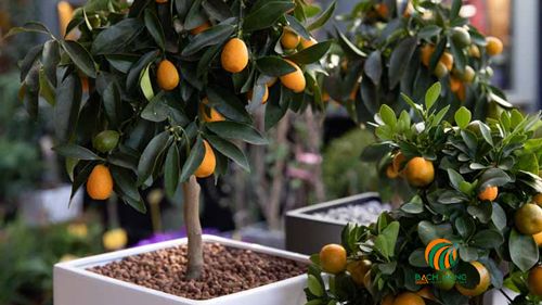 Lựa chọn chậu trồng cam