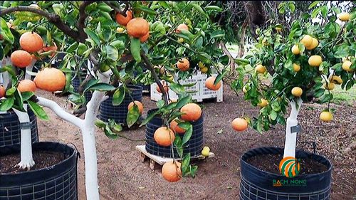 Lựa chọn giống cam thích hợp trồng trong chậu