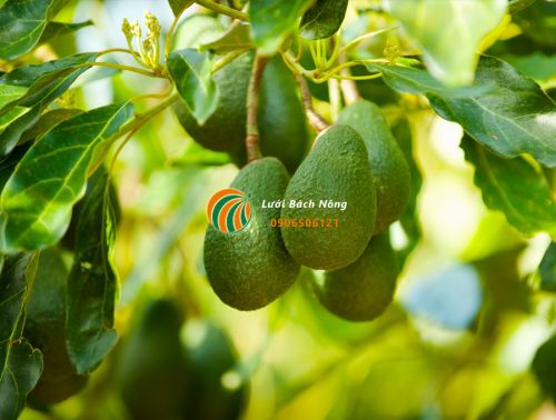 Mẹo giúp bơ đậu quả