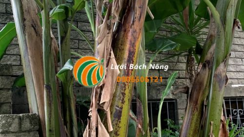 Mẹo giúp cây chuối cao hơn Mẹo giúp cây chuối cao hơn