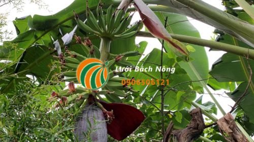 Mẹo giúp cây chuối phát triển cao hơn Mẹo giúp cây chuối phát triển cao hơn