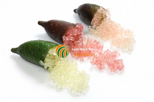 Chanh ngón tay Chanh ngón tay