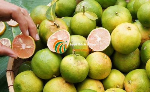 Quả chanh đào Quả chanh đào