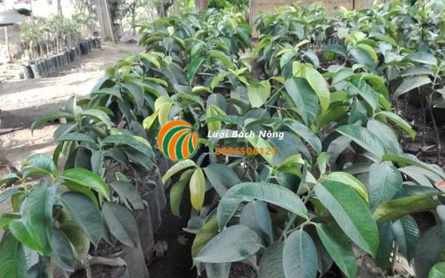 Nhân giống măng cụt Nhân giống măng cụt