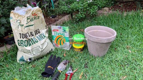 Phối trộn đất cho cây việt quất Phối trộn đất cho cây việt quất