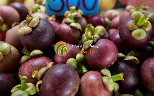 Quả măng cụt Quả măng cụt