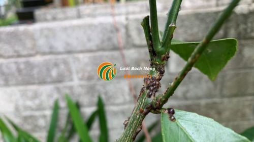 Sâu bệnh gây hại cho cây cam Sâu bệnh gây hại cho cây cam