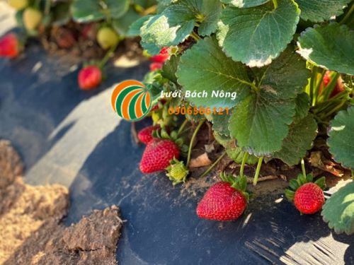 Sử dụng bạt phủ luống cho dâu tây