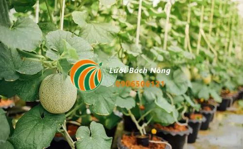 Sử dụng chậu nhựa trồng dưa lưới Sử dụng chậu nhựa trồng dưa lưới