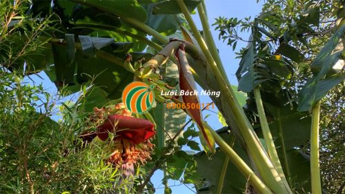 Tại sao quả chuối không có hạt Tại sao quả chuối không có hạt