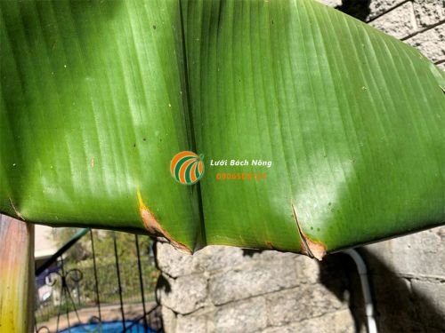 Lá chuối chuyển sang màu nâu Lá chuối chuyển sang màu nâu