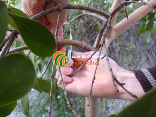 Thời điểm chiết cành ổi