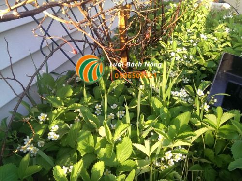 Thụ phấn cho dâu tây