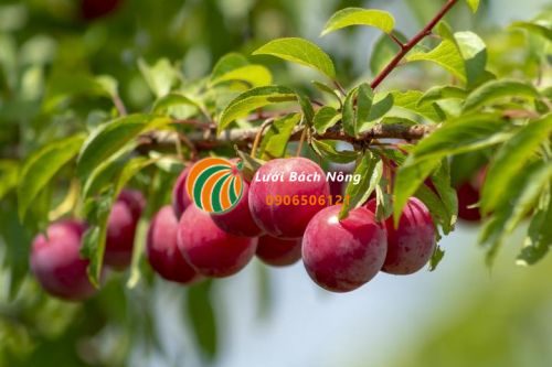 Cây mận đào