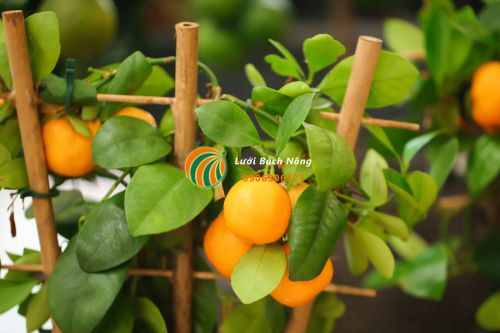 Trồng cây có múi trong chậu Trồng cây có múi trong chậu