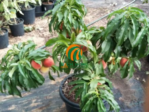 Trồng cây đào lùn trong chậu nhựa Trồng cây đào lùn trong chậu nhựa