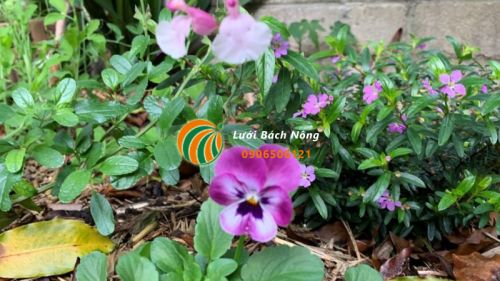 Trồng thêm hoa để thu hút ong thụ phấn cho cây chanh Trồng thêm hoa để thu hút ong thụ phấn cho cây chanh