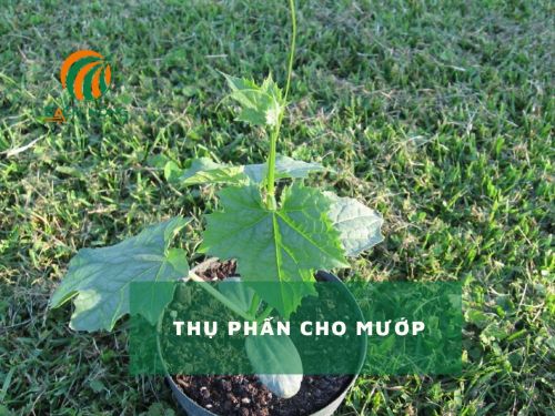 Trồng mướp ở vị trí nhiều nắng Trồng mướp ở vị trí nhiều nắng