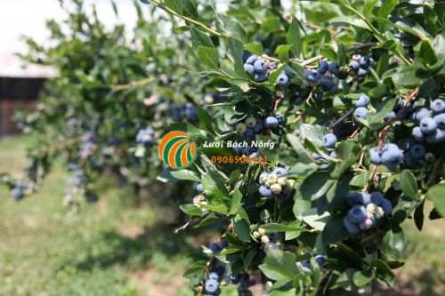 Trồng và chăm sóc việt quất Trồng và chăm sóc việt quất