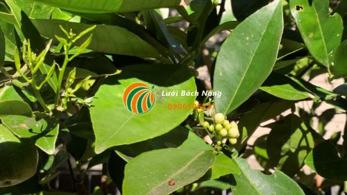 Tưới nước đầy đủ cho cam để kích thích ra nhiều hoa Tưới nước đầy đủ cho cam để kích thích ra nhiều hoa