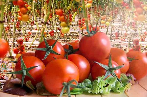 Ưu điểm của cà chua được trồng trên hệ thống thủy canh