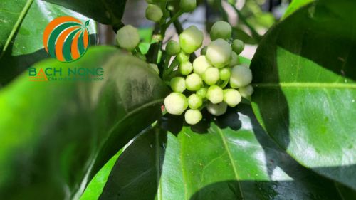 Cây cam ra hoa nhiều hơn khi sử dụng vỏ trứng Cây cam ra hoa nhiều hơn khi sử dụng vỏ trứng