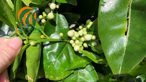 Vỏ trứng giúp ngăn sên và ốc sên ăn lá cây có múi Vỏ trứng giúp ngăn sên và ốc sên ăn lá cây có múi