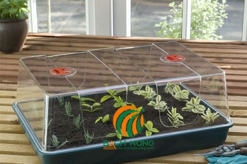 Tạo môi trường lý tưởng cho bầu nảy mầm