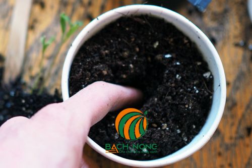 Ươm hạt bầu vào chậu